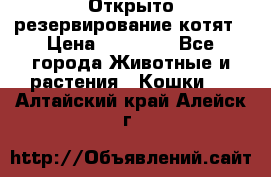 Открыто резервирование котят › Цена ­ 15 000 - Все города Животные и растения » Кошки   . Алтайский край,Алейск г.